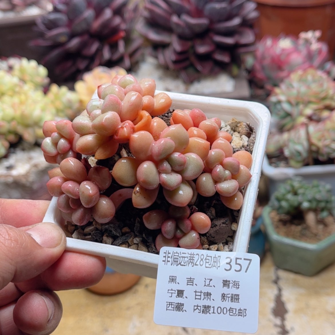 【闪购商品】357糖豆