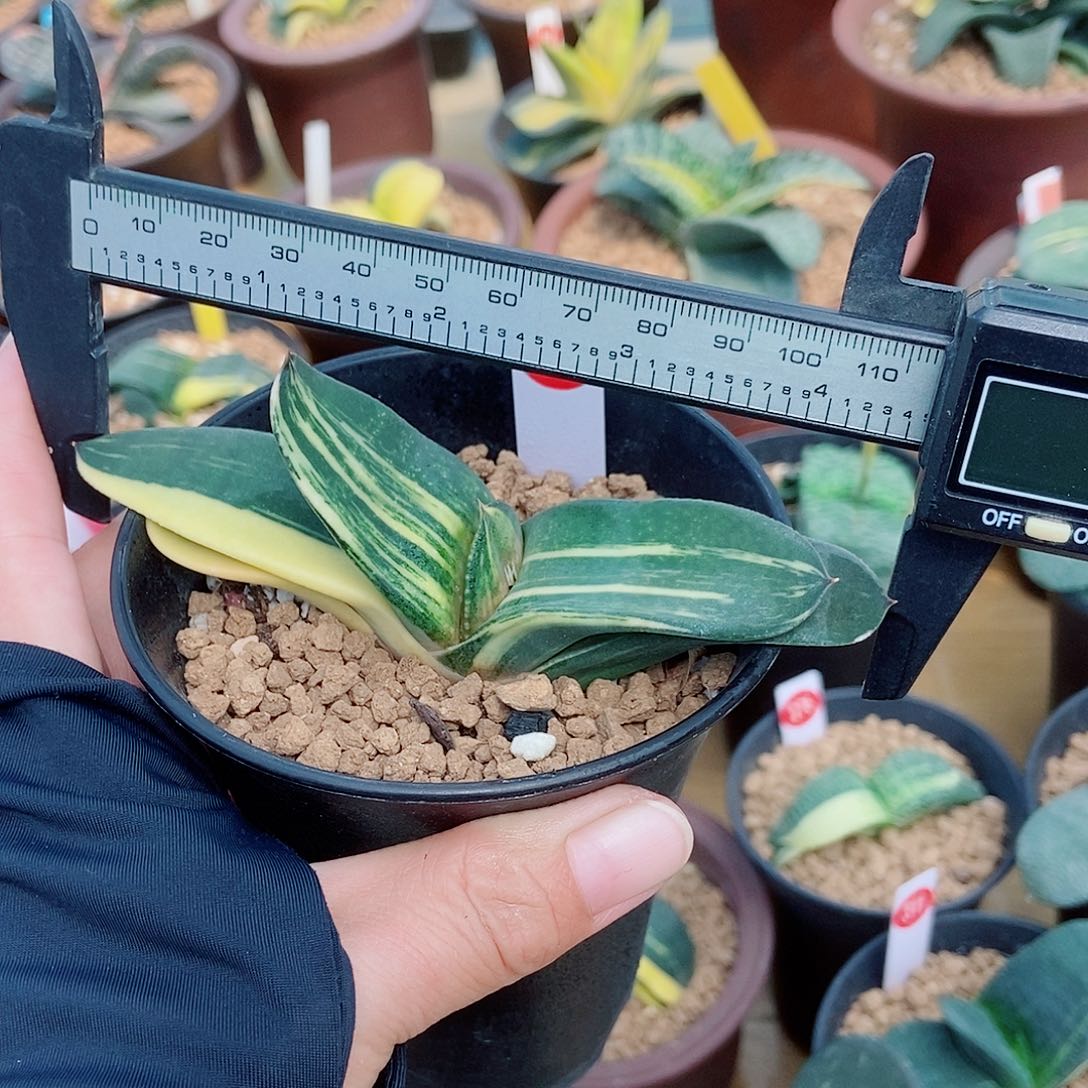 966卧牛实生锦带盆发货