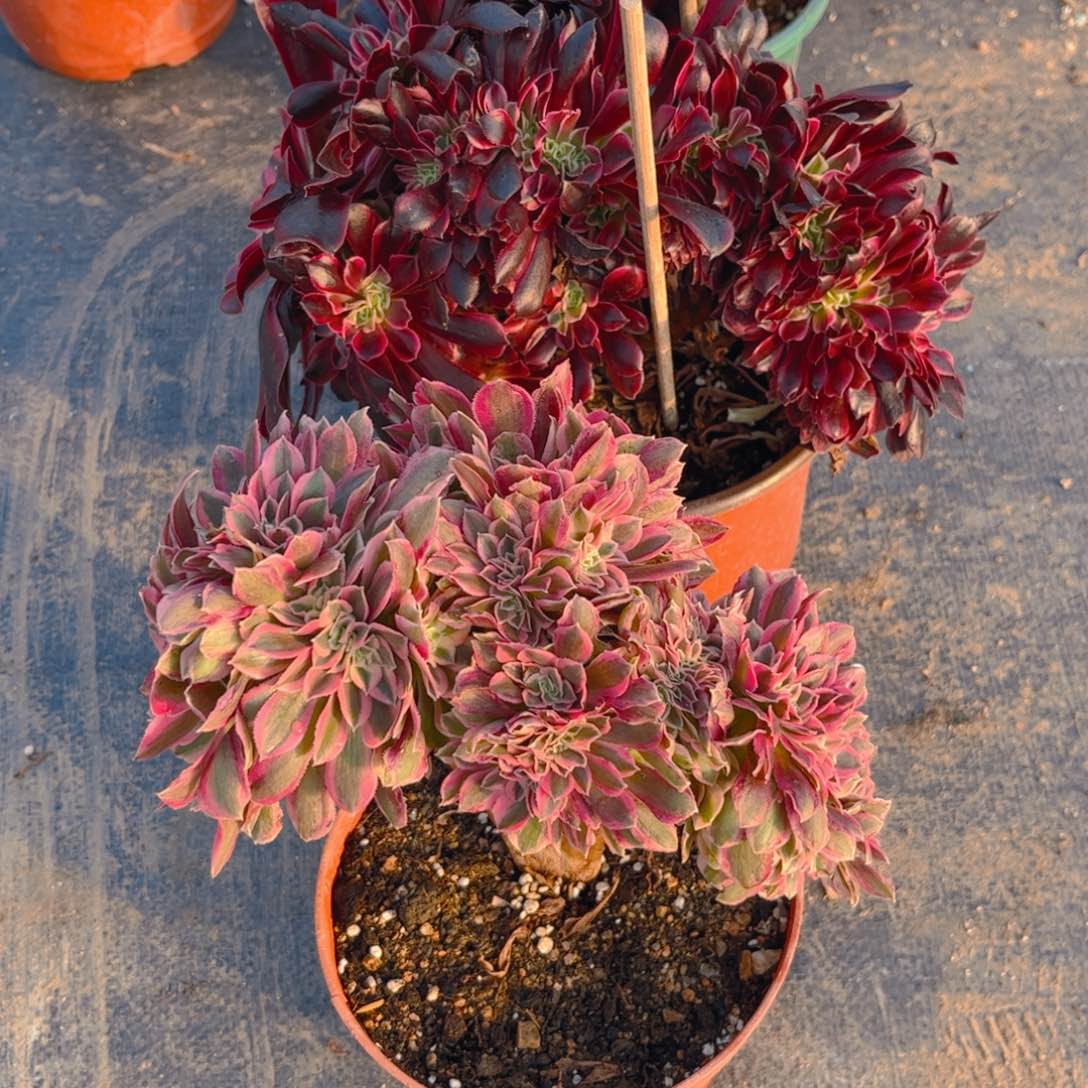 法师法师法师069