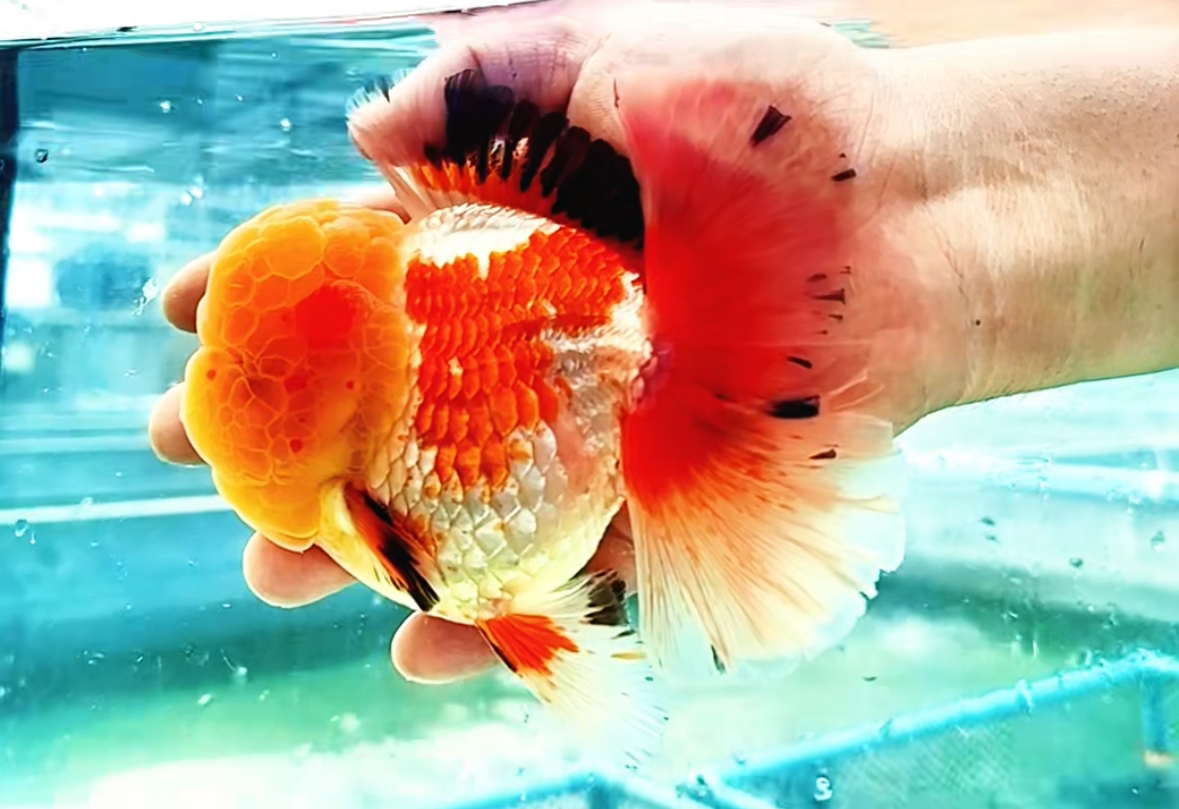 精品百褶苗泰国进口一代（顺丰到付）