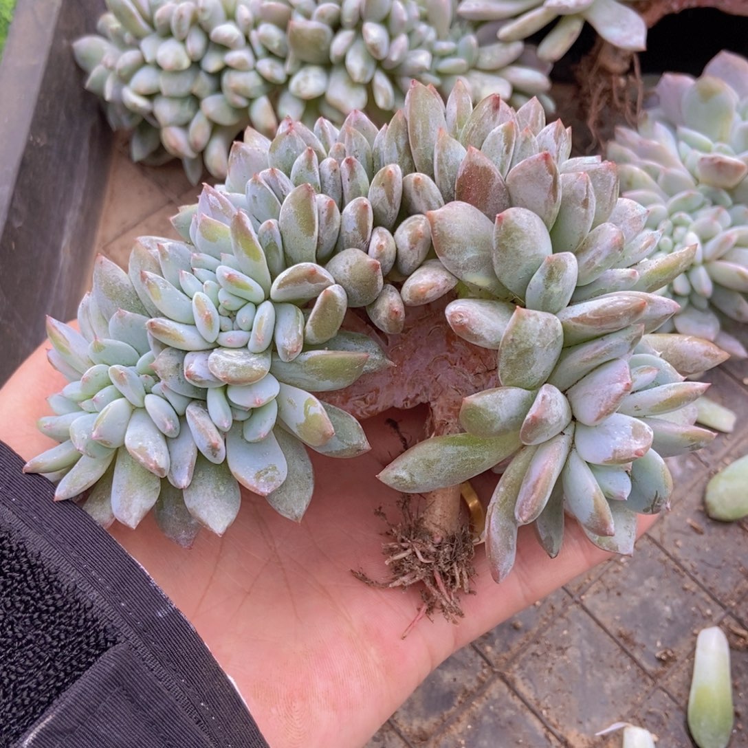 小***仪星影缀化多肉植物