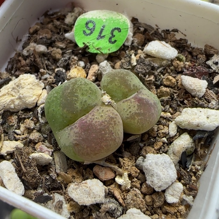 风铃杂多肉植物316