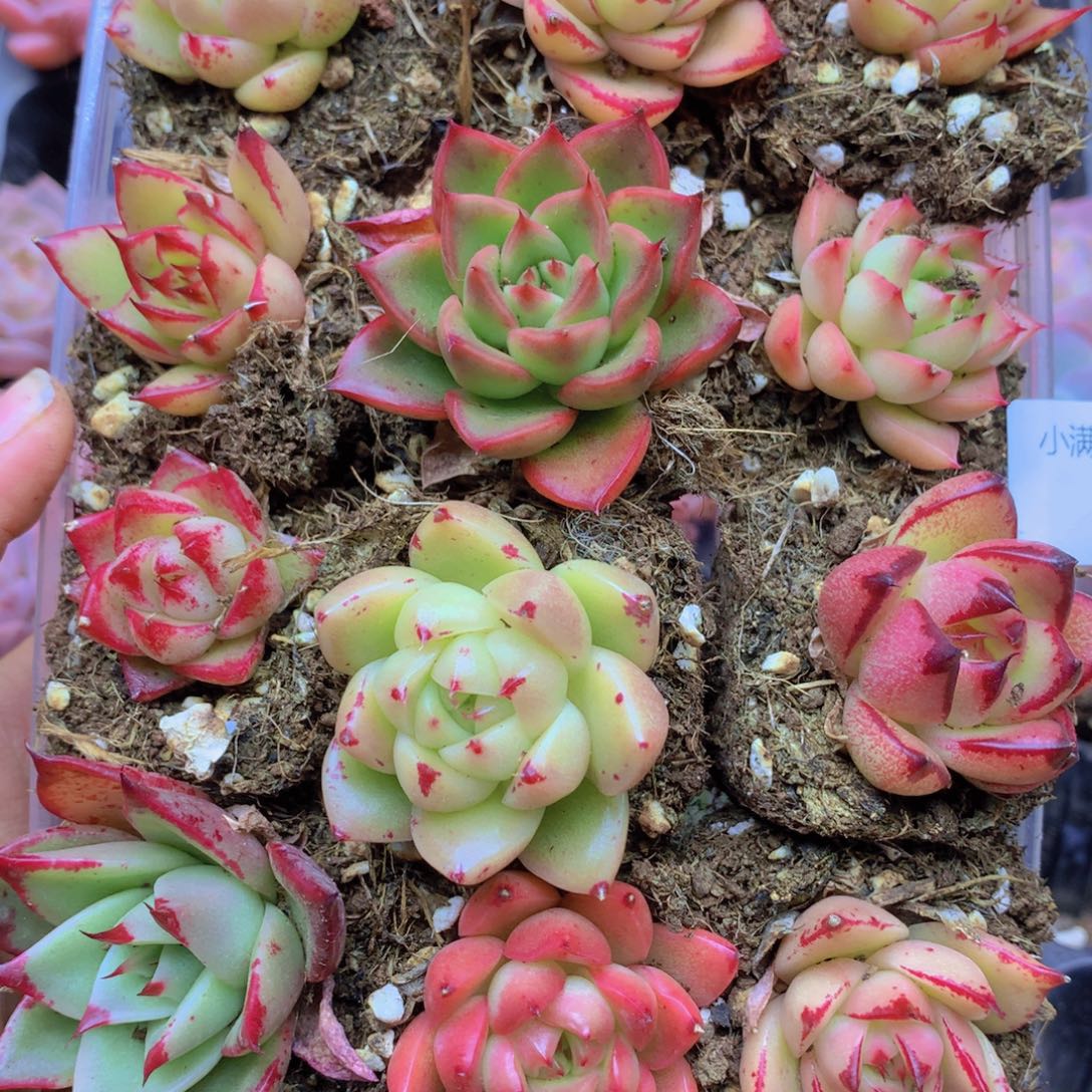 燚***我也想要这样一款043