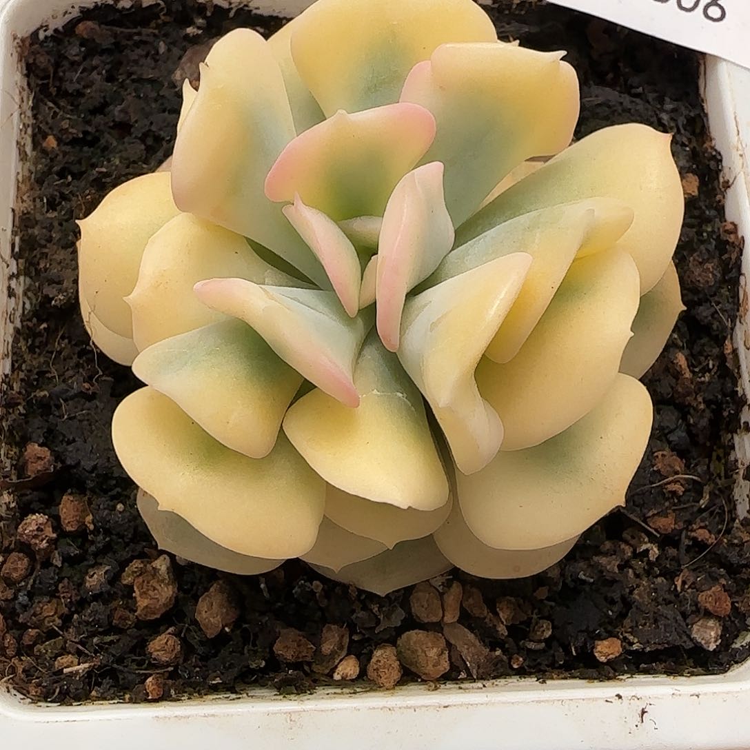 606血晶锦锦多肉植物