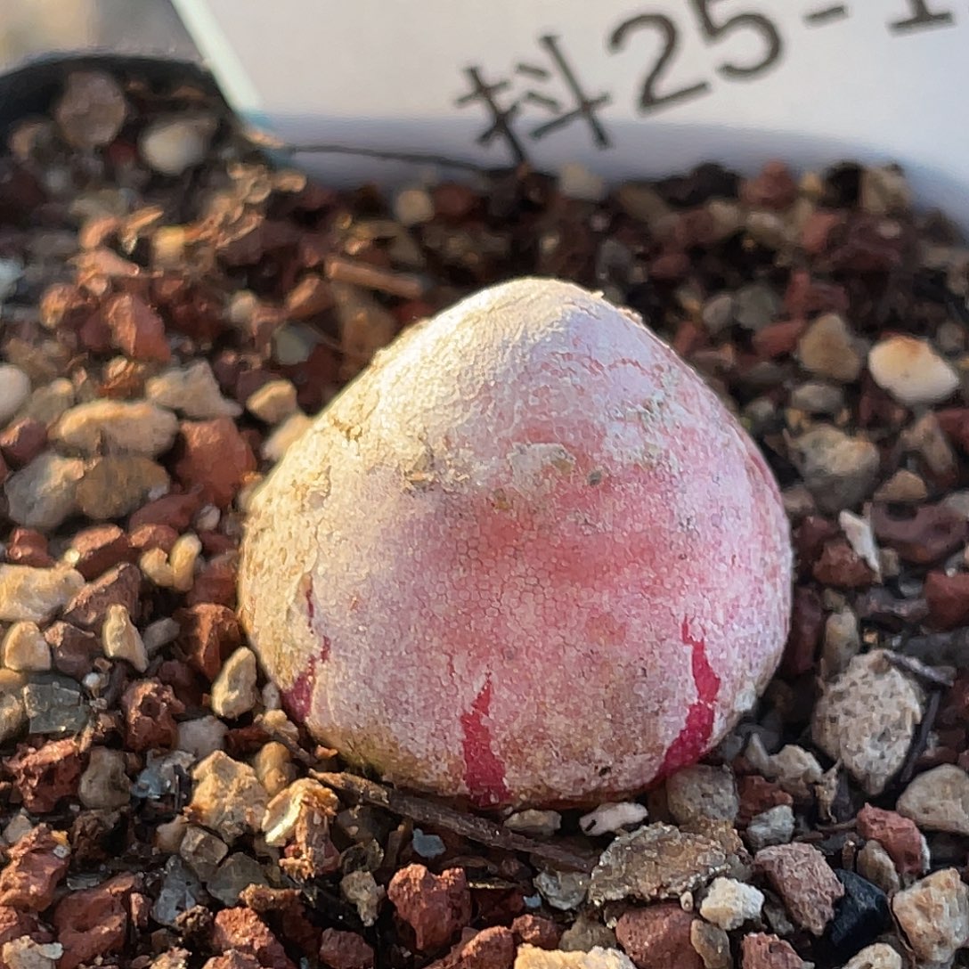 25-111灯泡多肉植物