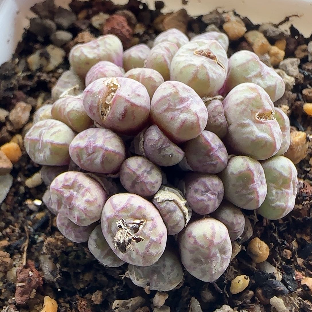 28包邮脱土发货26032