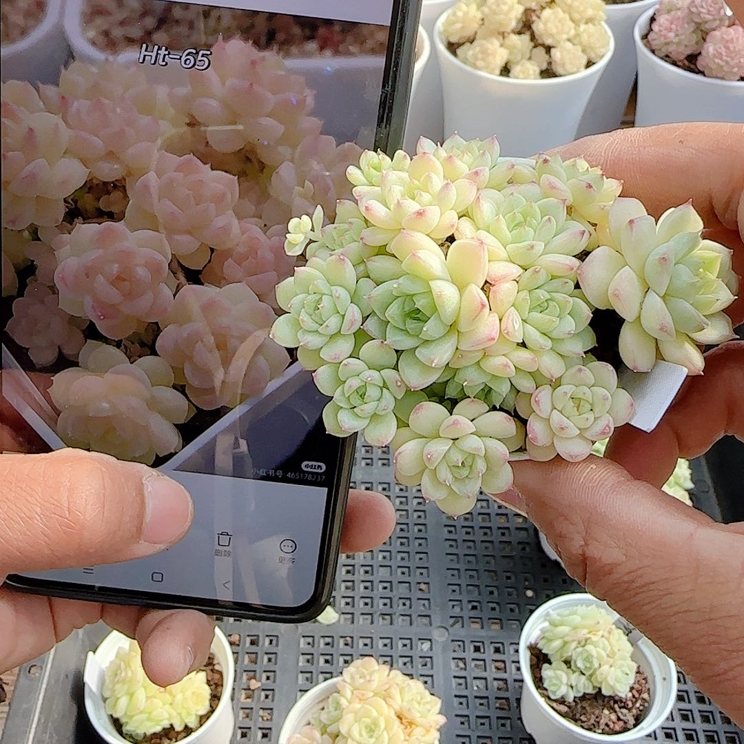 萍***1204-58（ht-65）专拍