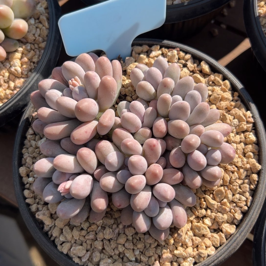 汤圆111111111111111