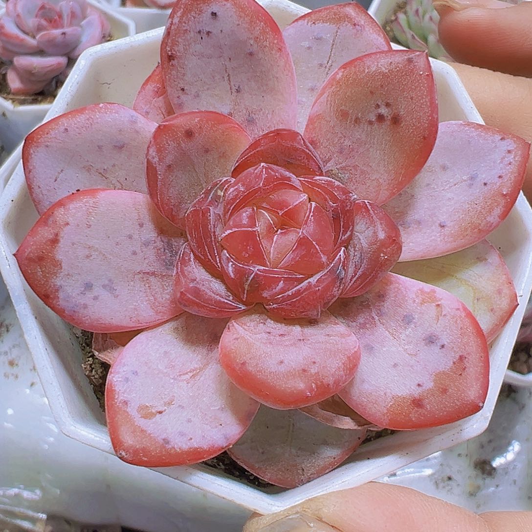 粉星星珍妮19包邮也哦肉植物