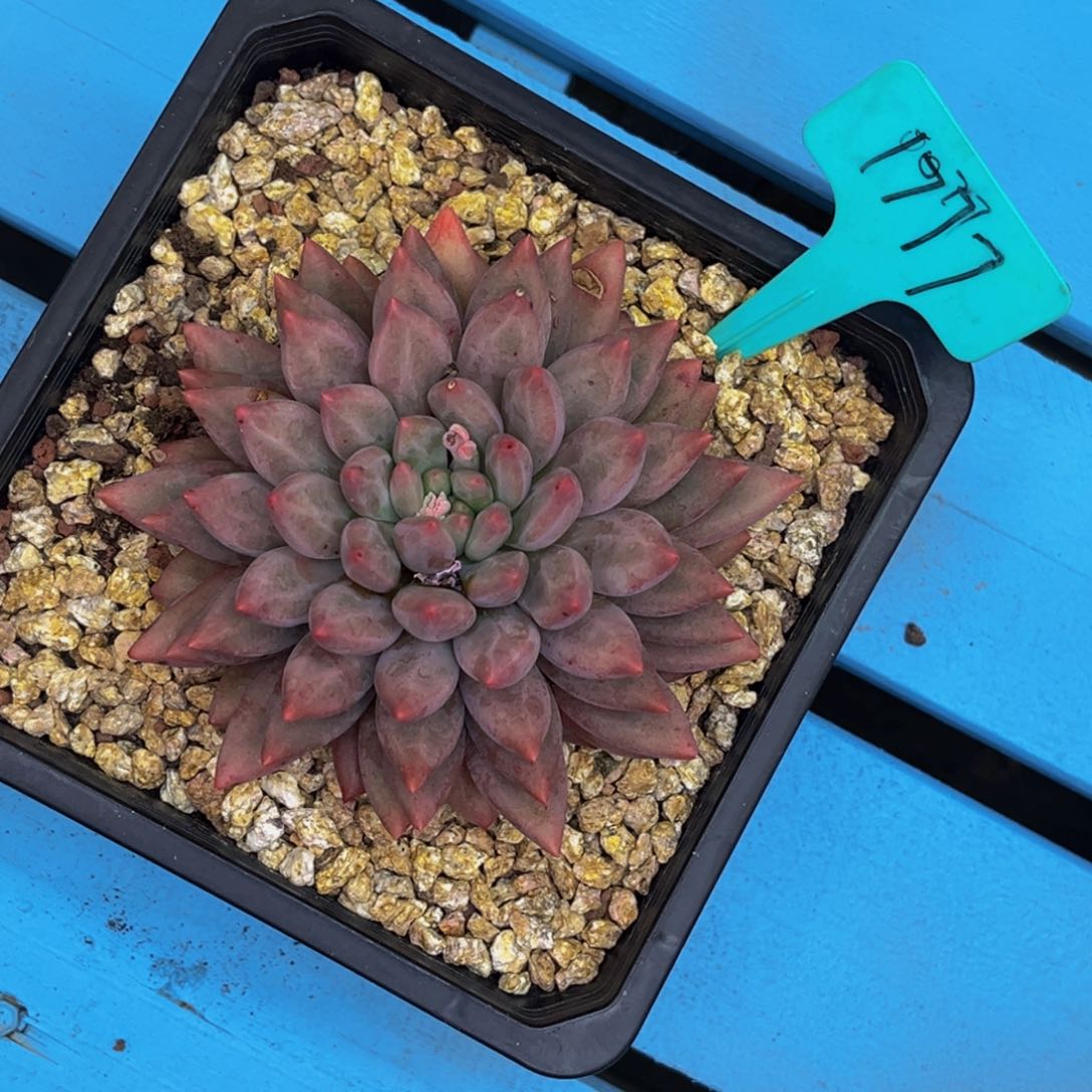 1777号晚上多肉植物群生多肉