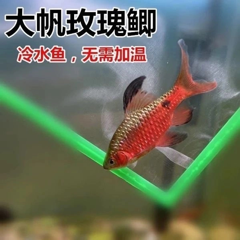大帆玫瑰鲫黑鳍长尾耐低温好养易活冷水鱼新手原生鱼溪流缸小型鱼