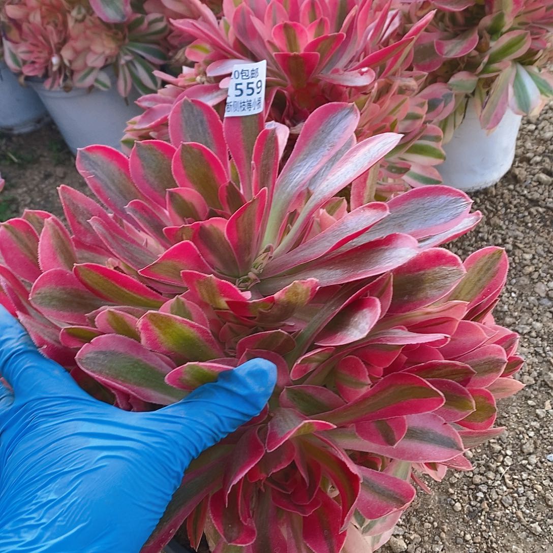 559香妃多肉法师锦