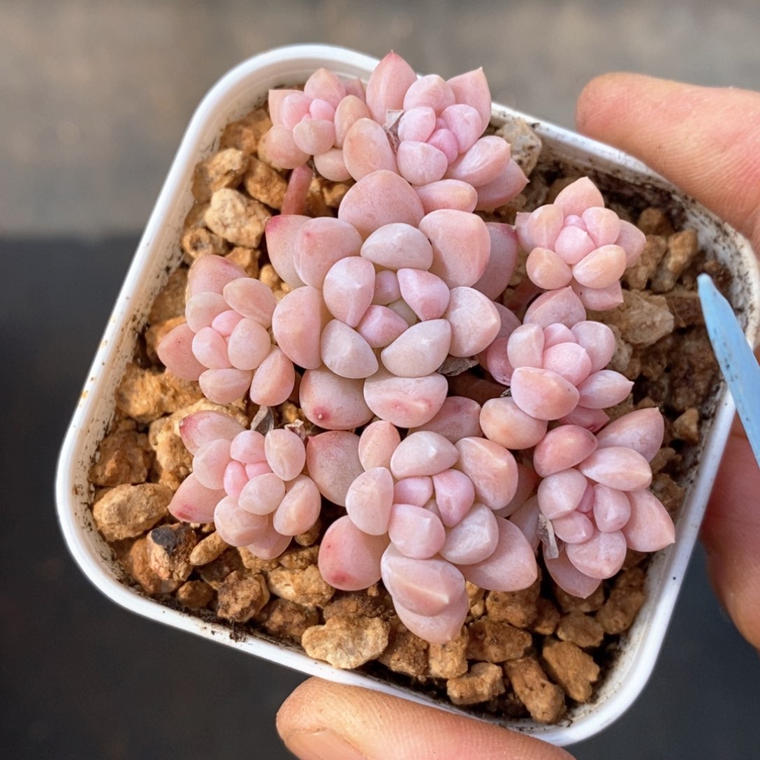 精品多肉一物一柏不包整330