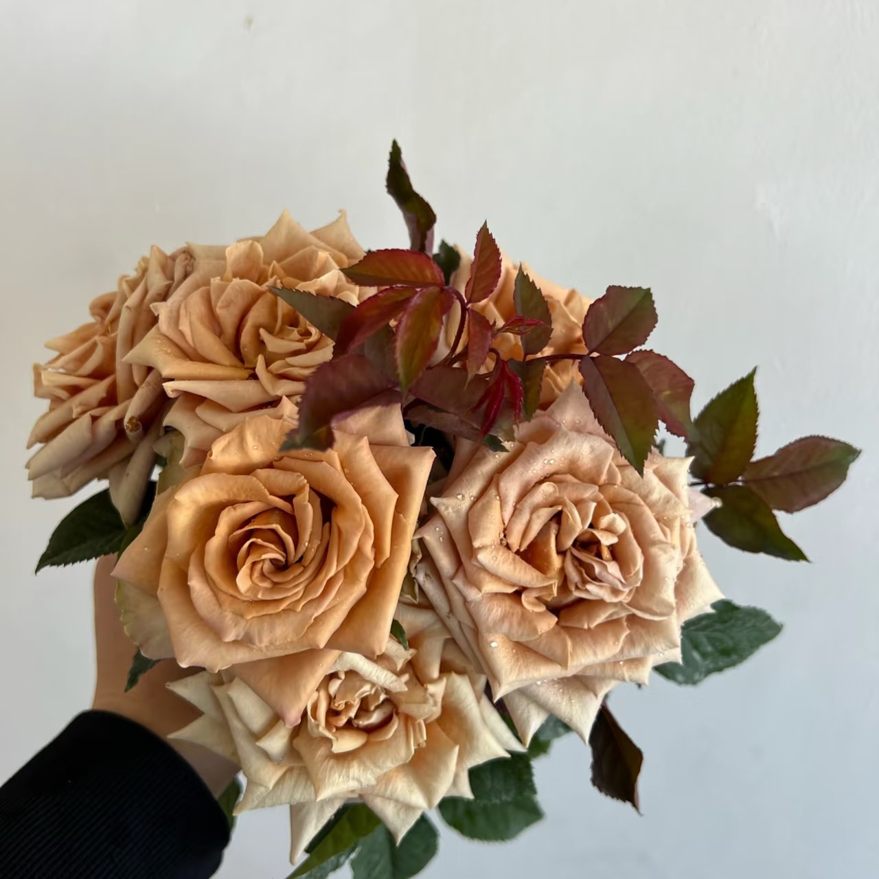 太妃糖复古色月季原盆原土发货扦插苗丰花抗病包邮