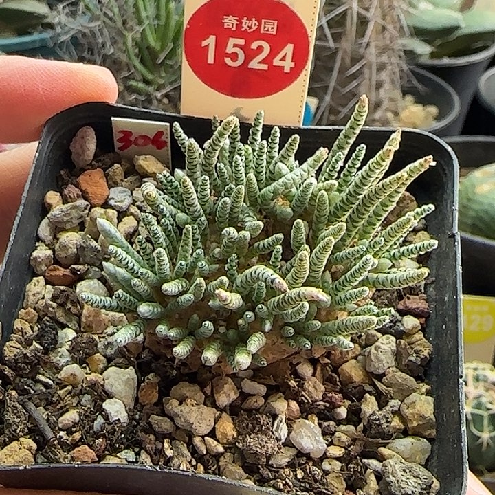 红花韧锦一颗3.7cm