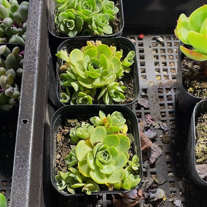 山地玫瑰带盆土发