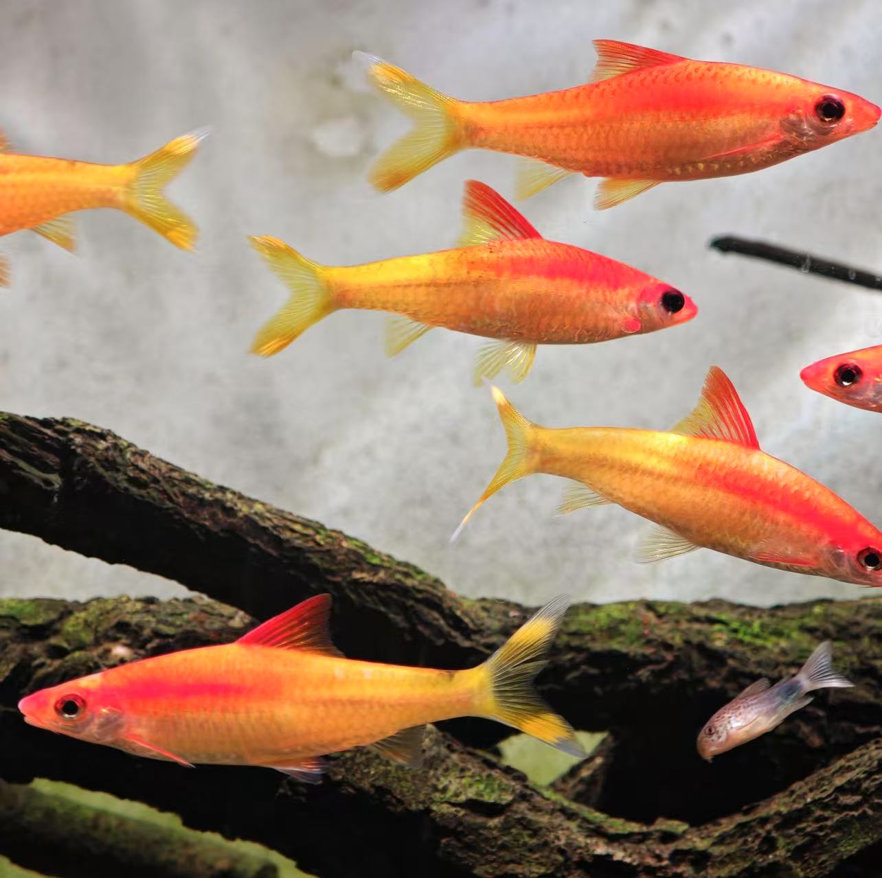 西西小鱼 正品泰国George鱼场黄金一眉道人鱼