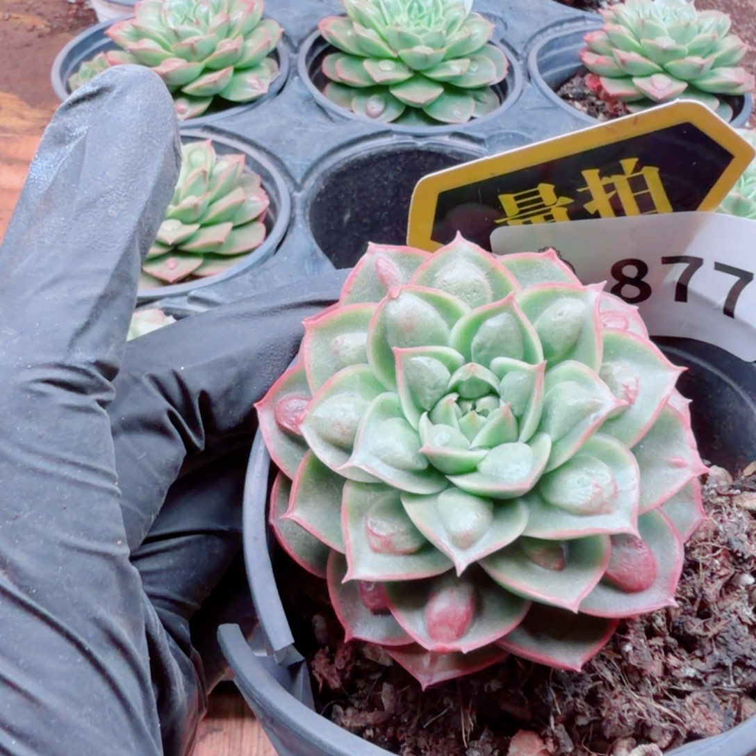 多肉植物多肉植物