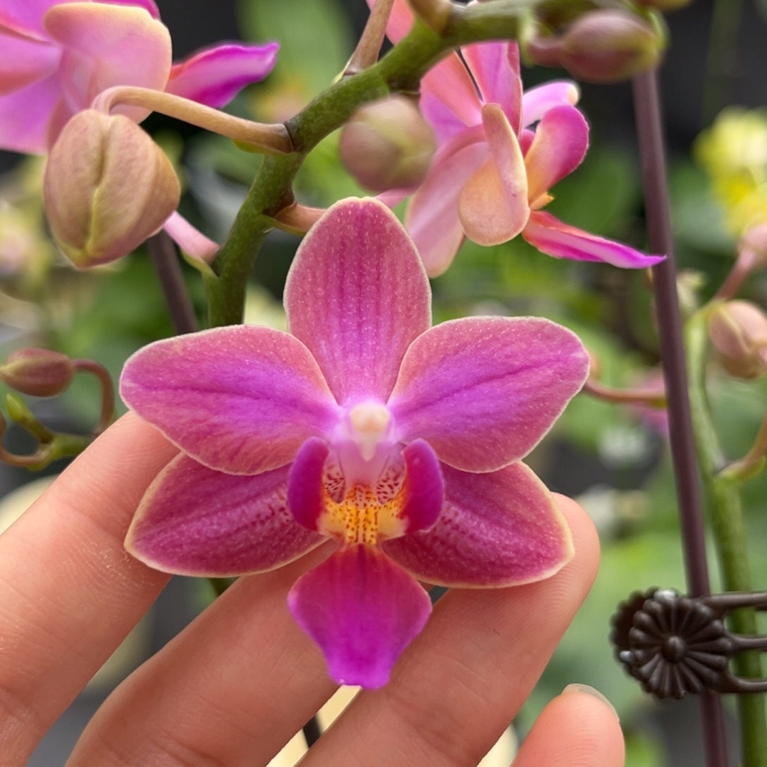 完全开放2.5寸斑叶小香花开花株