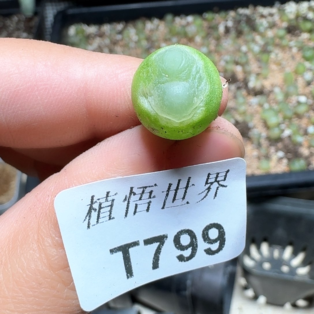 799号多肉植物哇f v