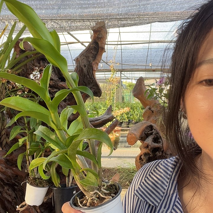 当前无花朵，栽培后可花朵1号秋石斛