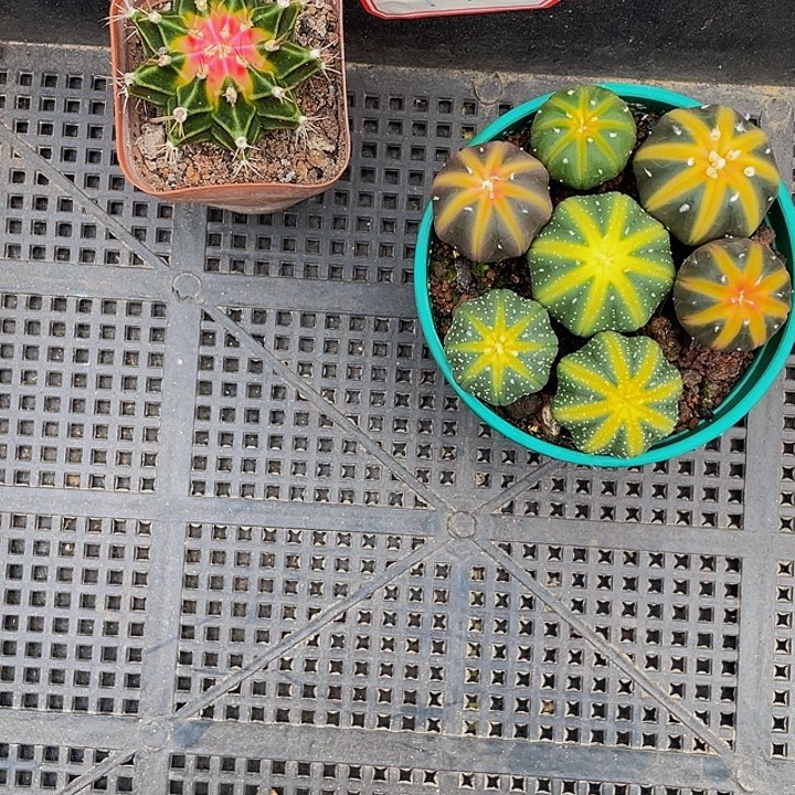 肖***）41号筐带盆土发货