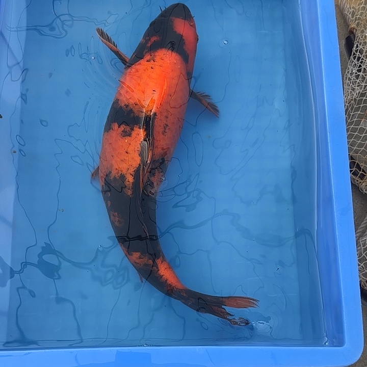 海水鱼赤目芒果绯写