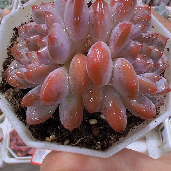 双头星星橙19包邮多肉植物