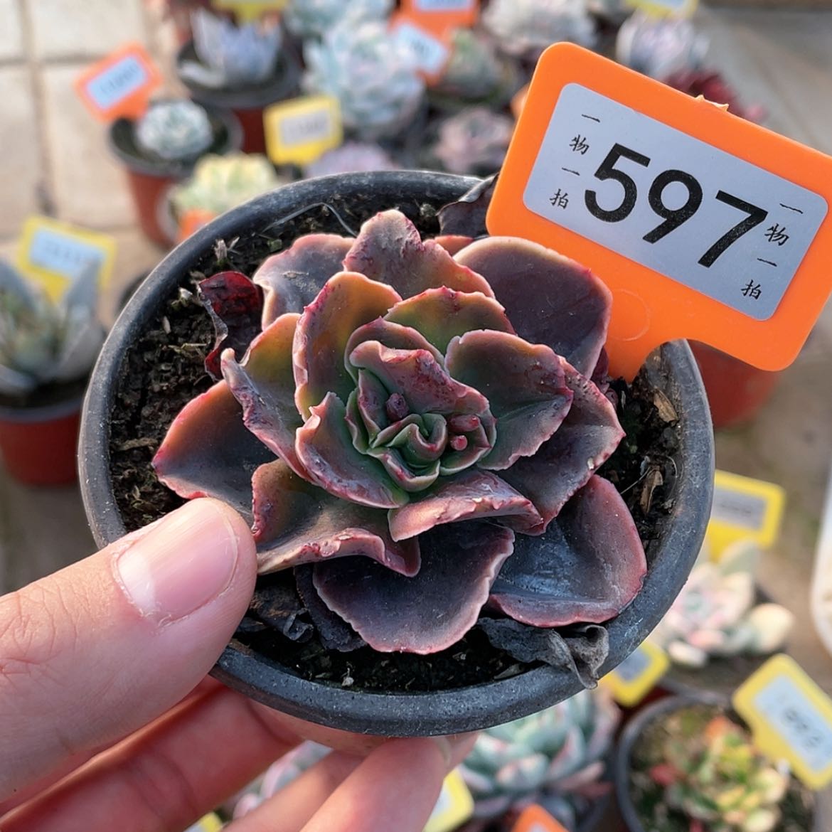 【闪购商品】597号