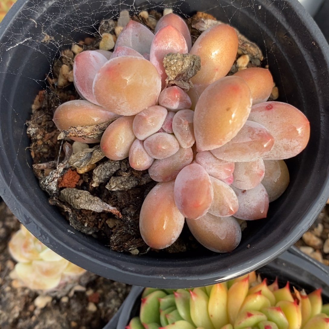 自助下单一物一拍，下滑链接多种品种多肉