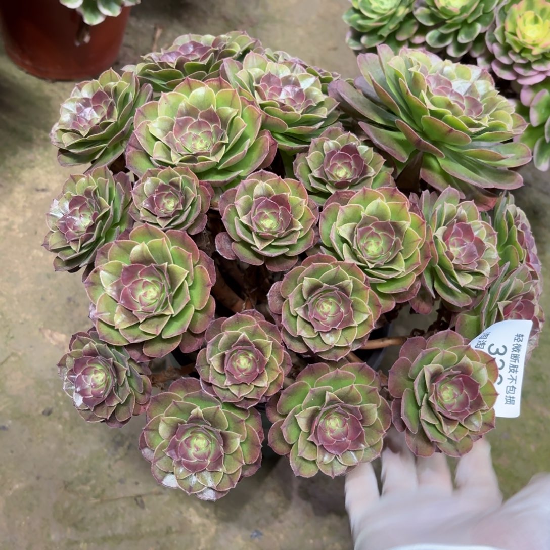 336万圣节丛林多肉植物法师