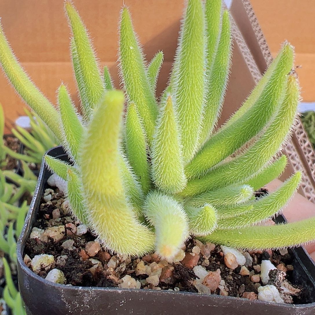 银狐拓土发货19包邮