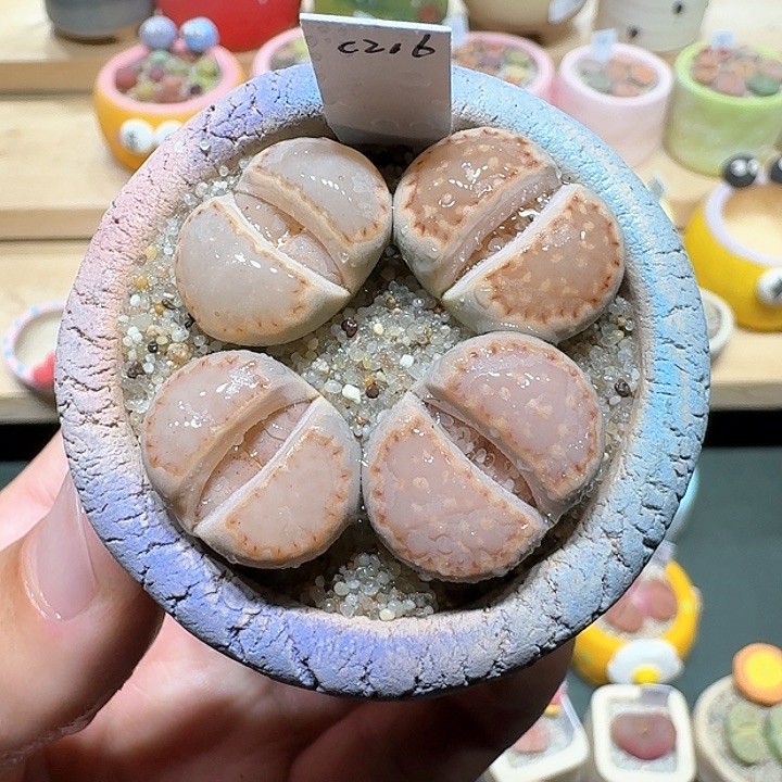 红陶蘑菇403c216饼干可单挑