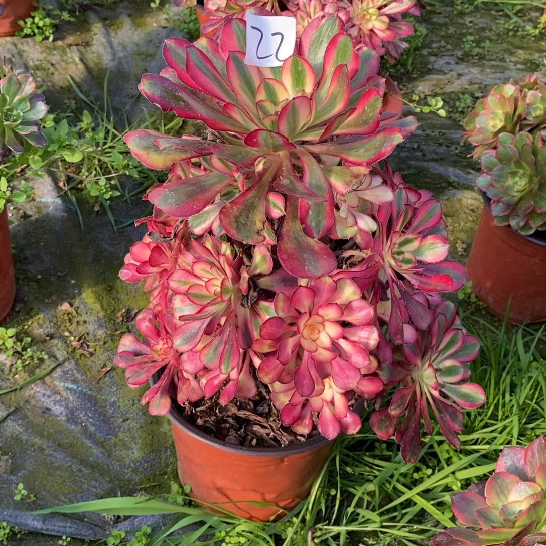 无花朵多肉植物组合拼盘22