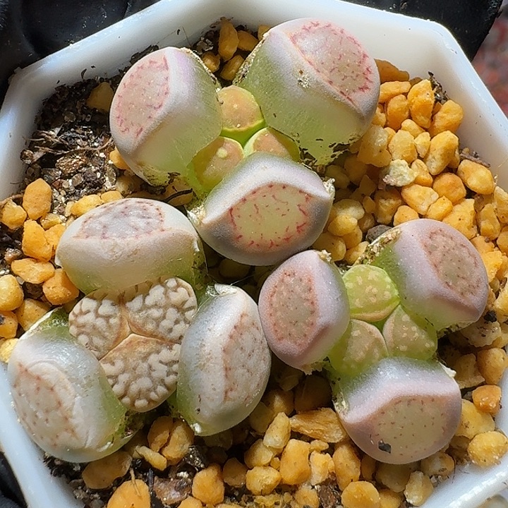 生石花122222。  256