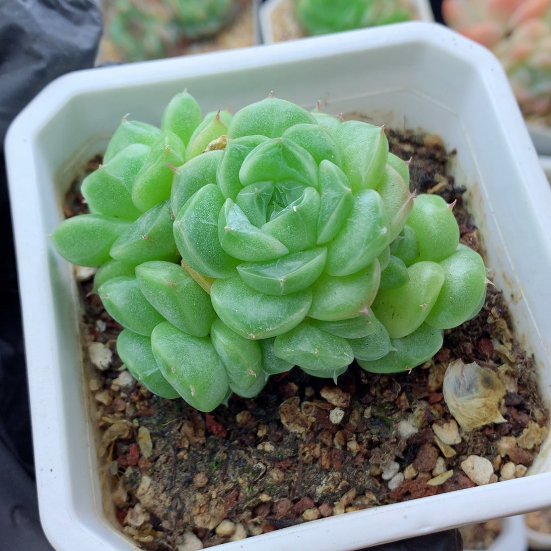 58包邮  群生不包整麦秆群37