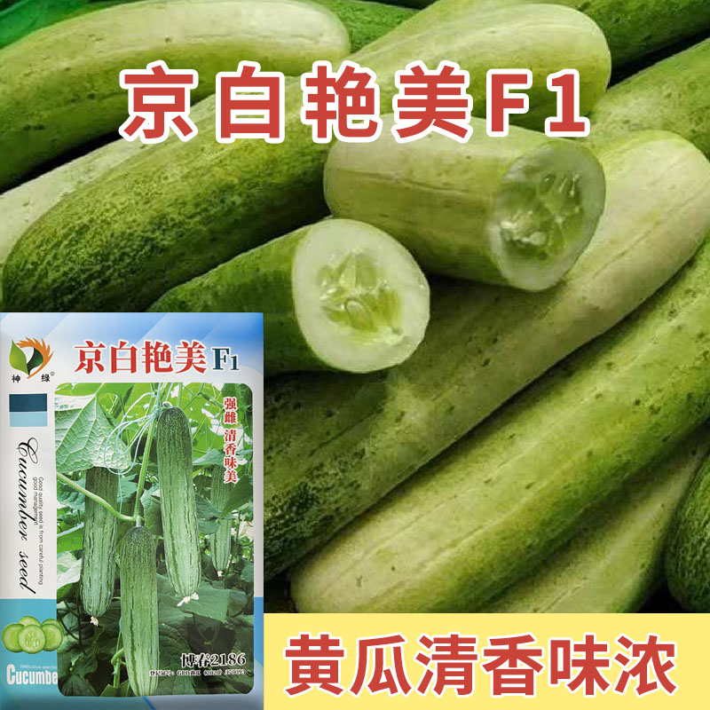 万亩齐丰京白艳美黄瓜种子