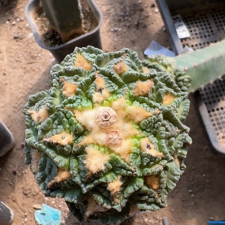 341蓝白肌金毛龟甲牡丹