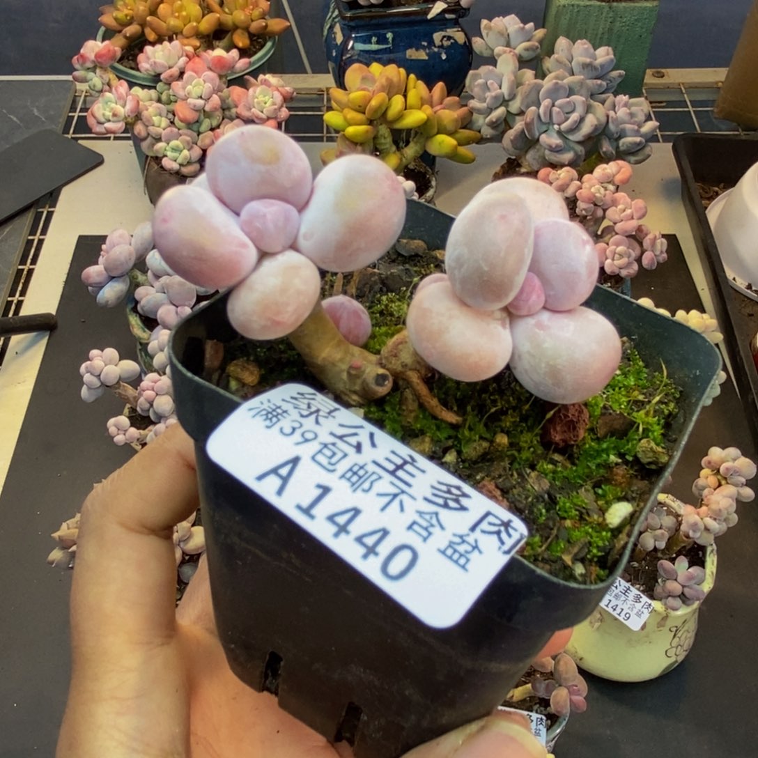 440蛋黄奶多肉5c m