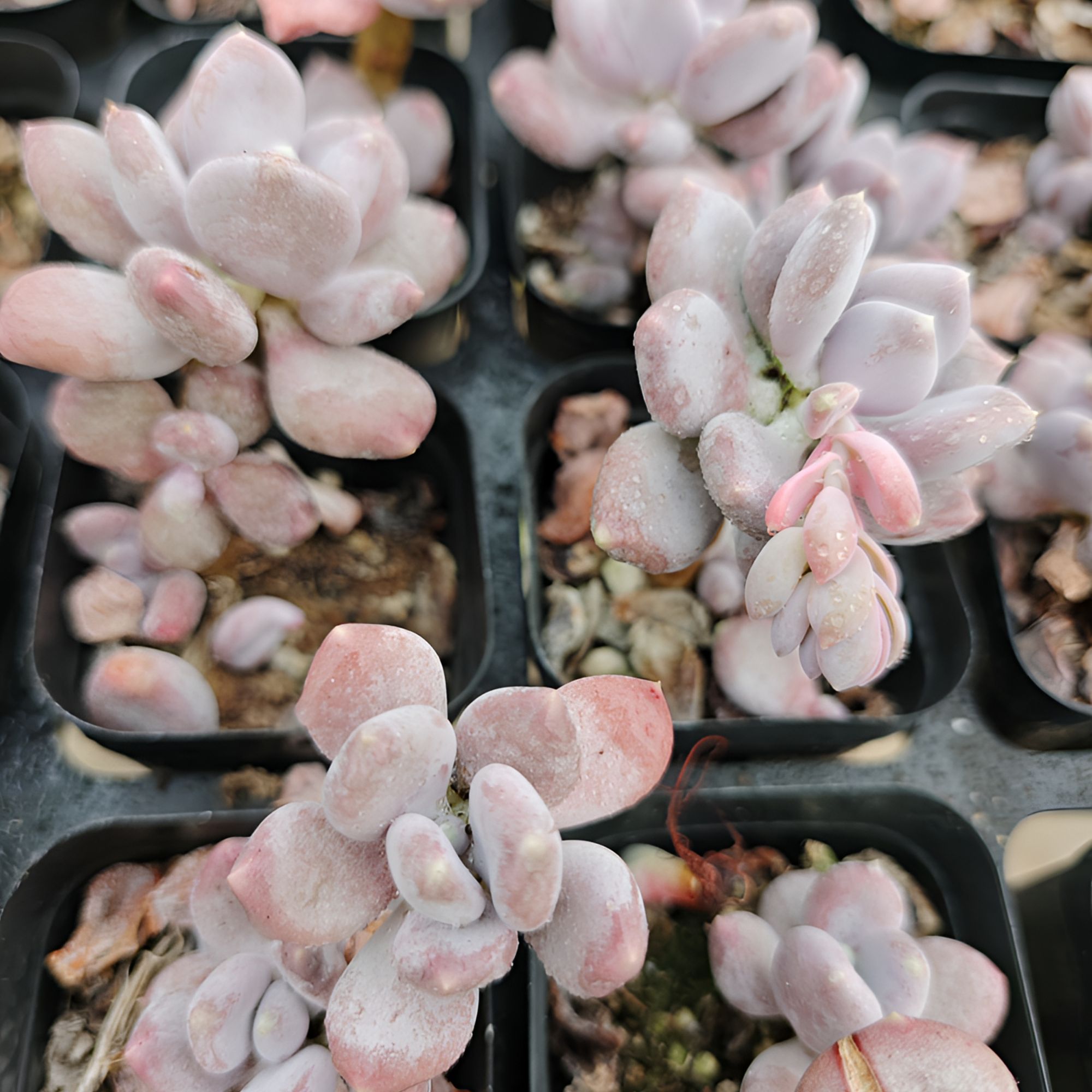 三日月美人精品多肉裸根上盆