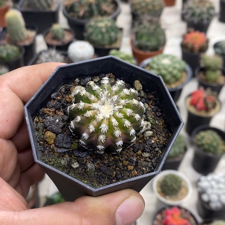 用***干实生猫爪奇特球特价