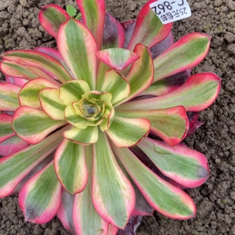 862五毒白锦满25包邮多肉