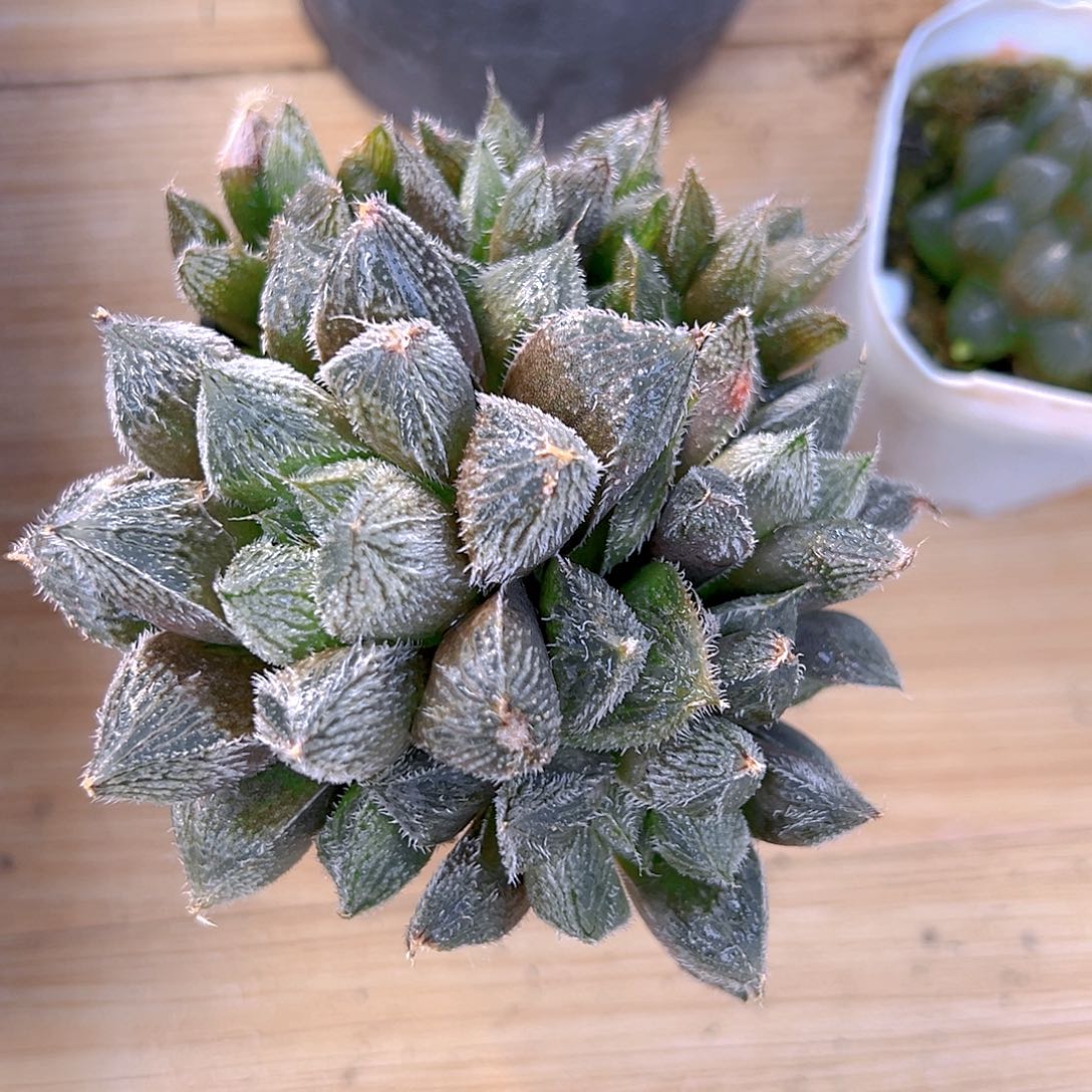 紫绘卷群多肉多肉一颗