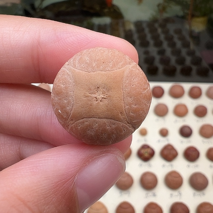 强***帅吊坠凤眼菩提麒麟