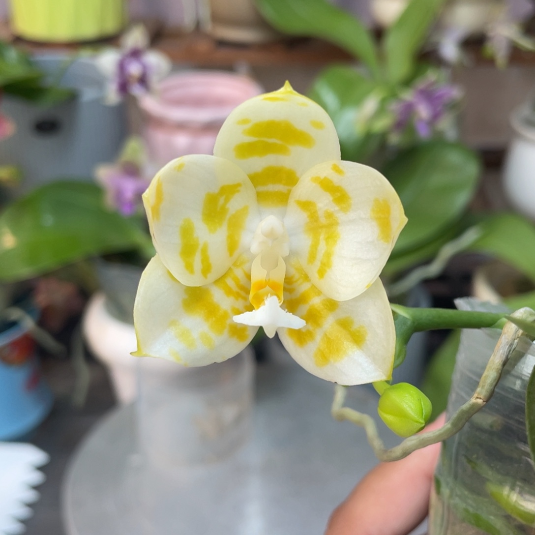 完全开放雅风情歌