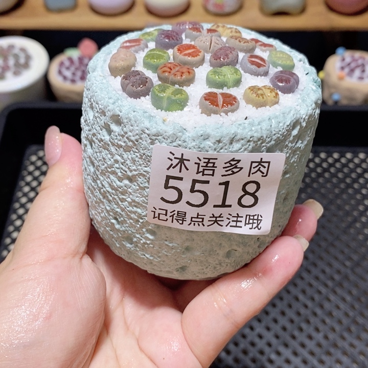 带盆土植物 一物一拍5518