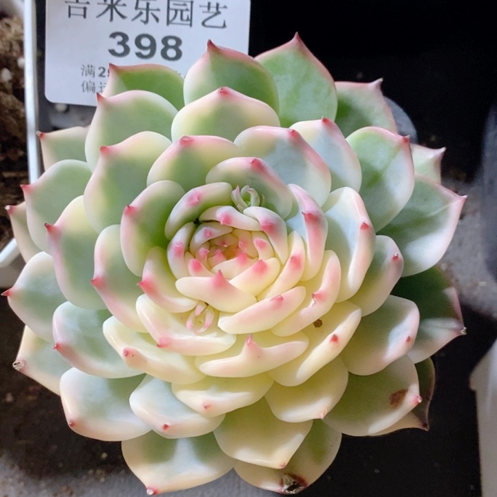 398吉娃娃锦福利多肉植物