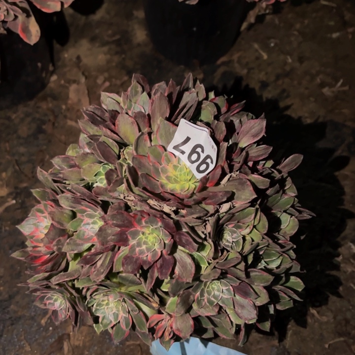 997万花筒多肉植物不售后