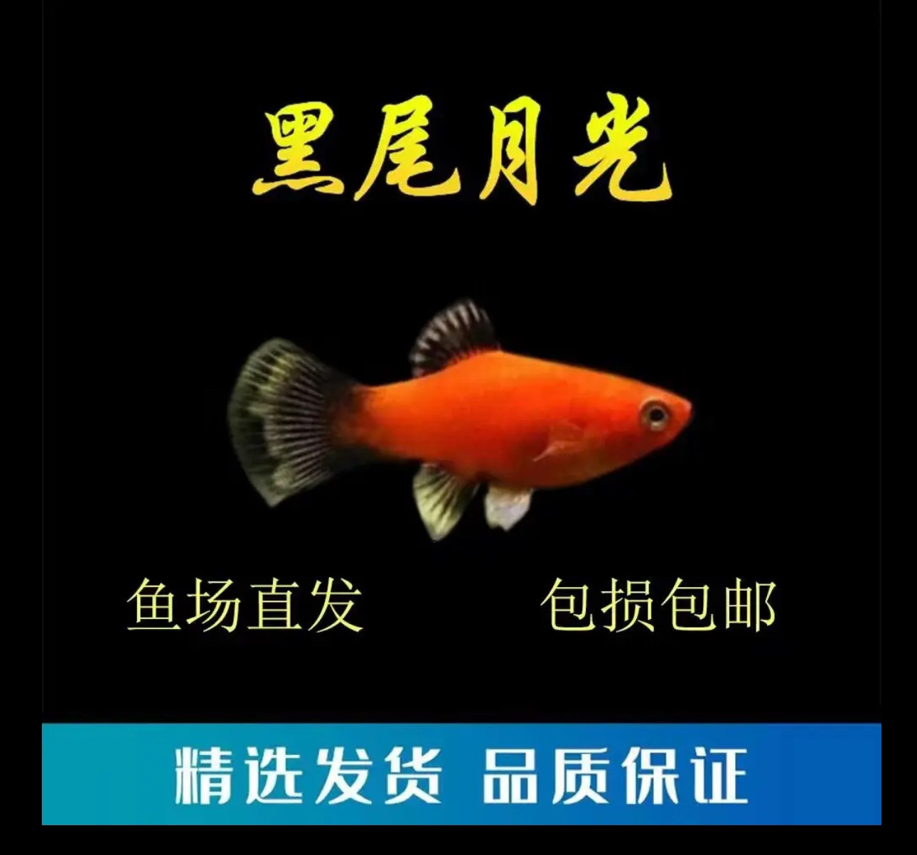 黑尾猫鱼红色黑尾鱼活泼开朗好看耐养