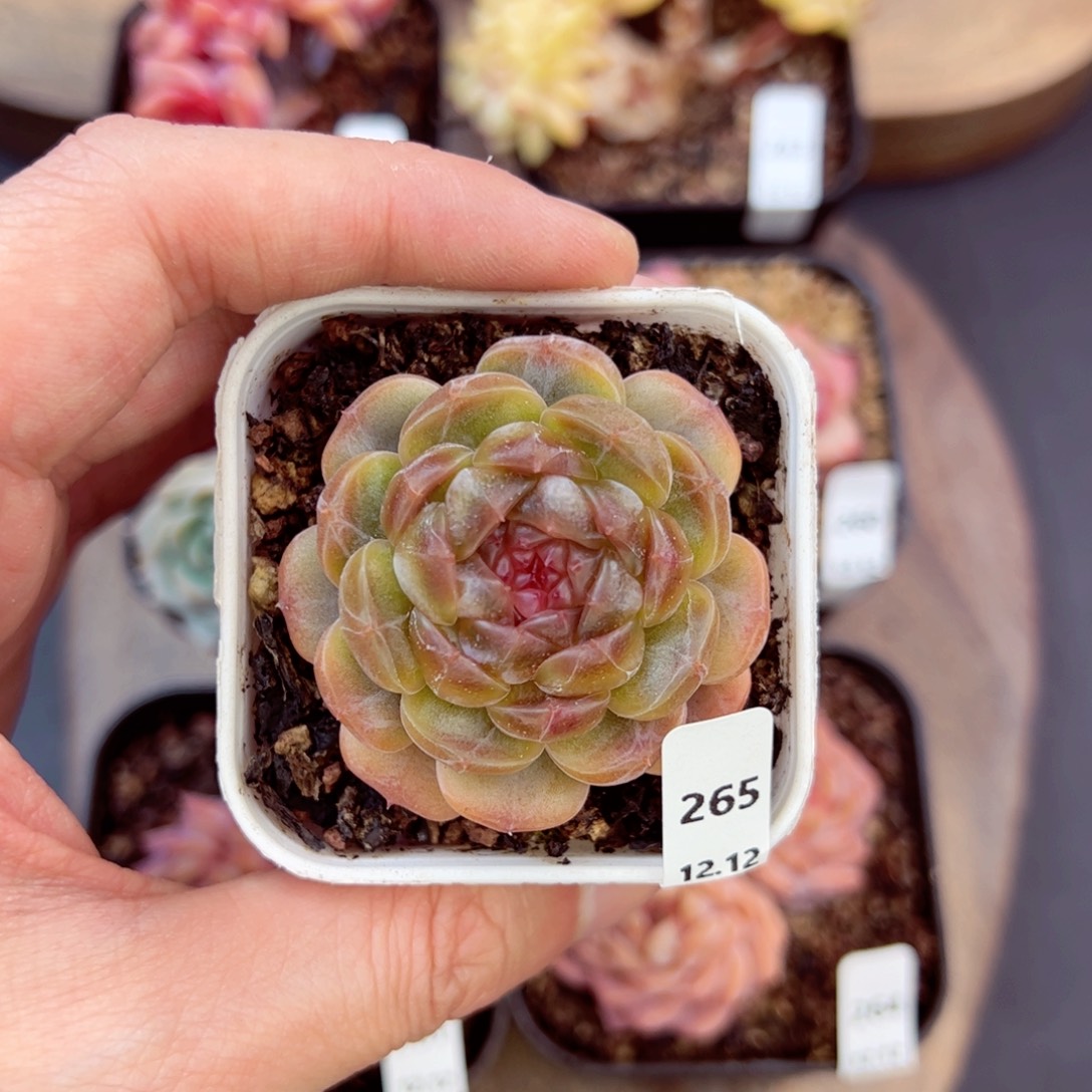 好好看265、哈哈哈哈